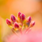 kalendarische Herbst im Garten. 22.09.2020