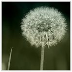 Kalender 2006 - Pusteblume