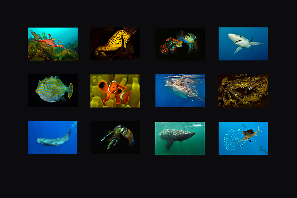 Kalender 2015 der Unterwasserfotografen in der FC