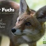 Kalender DER FUCHS mitten unter uns / DIN A2 / Titel