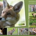 Kalender DER FUCHS mitten unter uns / DIN A2 / Übersicht