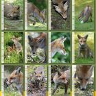 Kalender DER FUCHS mitten unter uns / DIN A3 / Übersicht