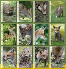 Kalender DER FUCHS mitten unter uns / DIN A3 / Übersicht