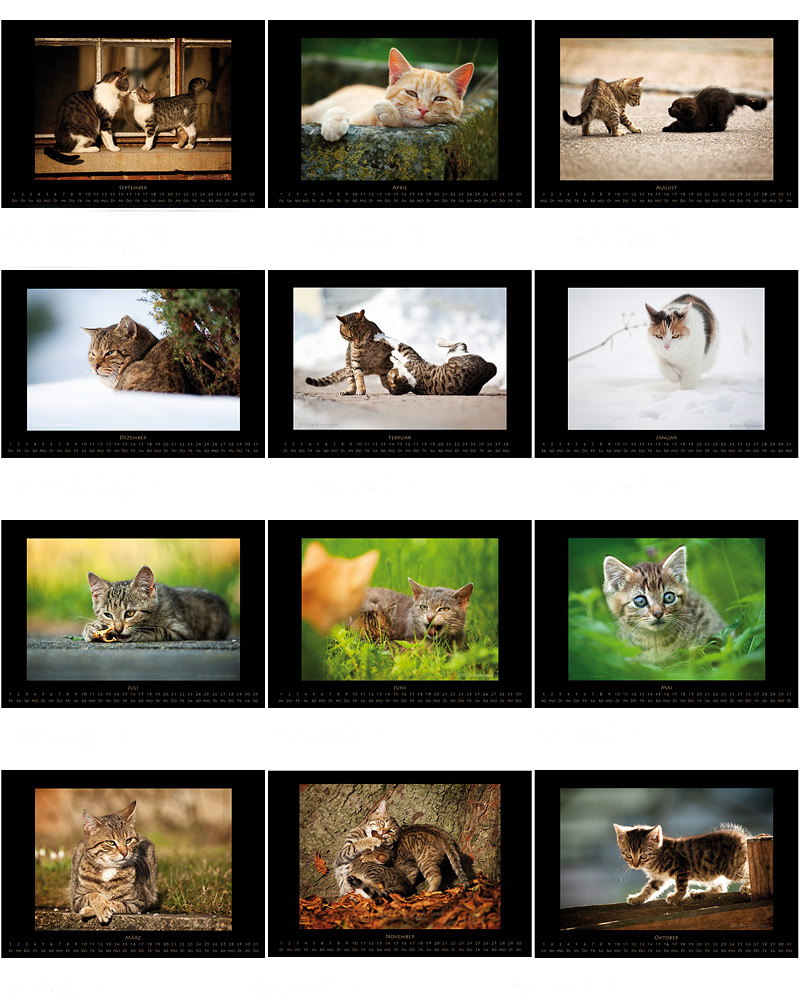 Kalender "Dorfkatzen 2011"