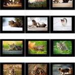 Kalender "Dorfkatzen 2011"