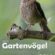 Kalender GARTENVGEL 2014_Titel