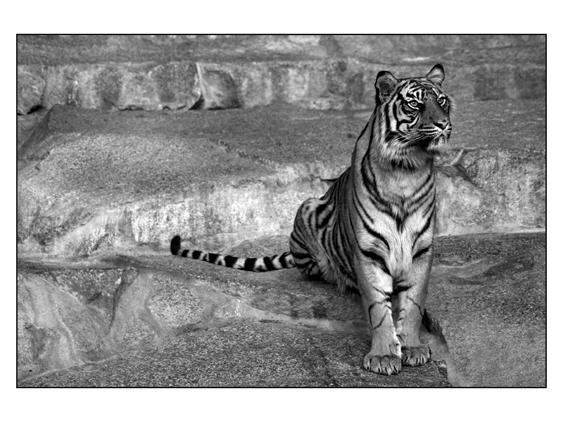 Kalender Part 1 - Tiger