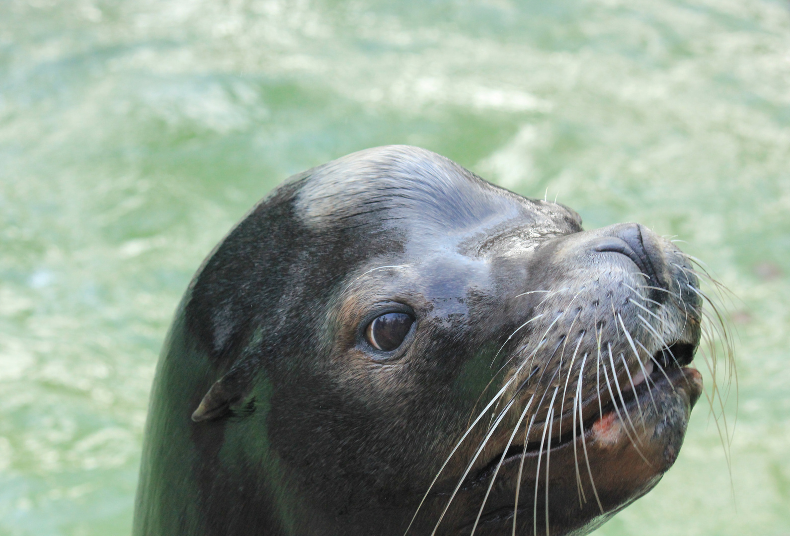 Kalfornischer Seelöwe Zoo Krefeld