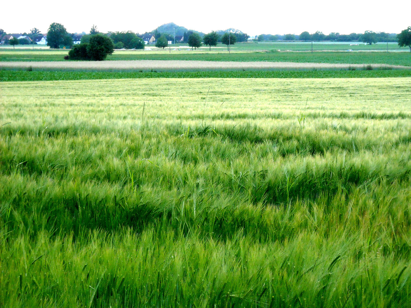 Kaliberg Buggingen und die Weichheit eines Gerstenfeldes