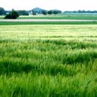 Kaliberg Buggingen und die Weichheit eines Gerstenfeldes