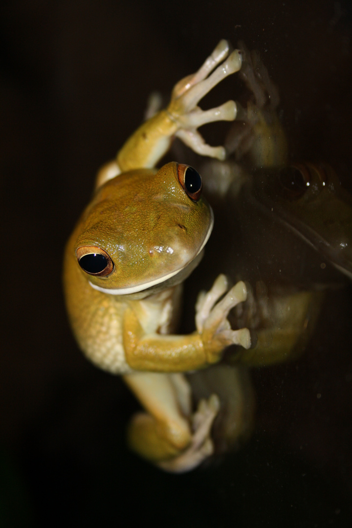 Kalifornia Riesenlaubfrosch