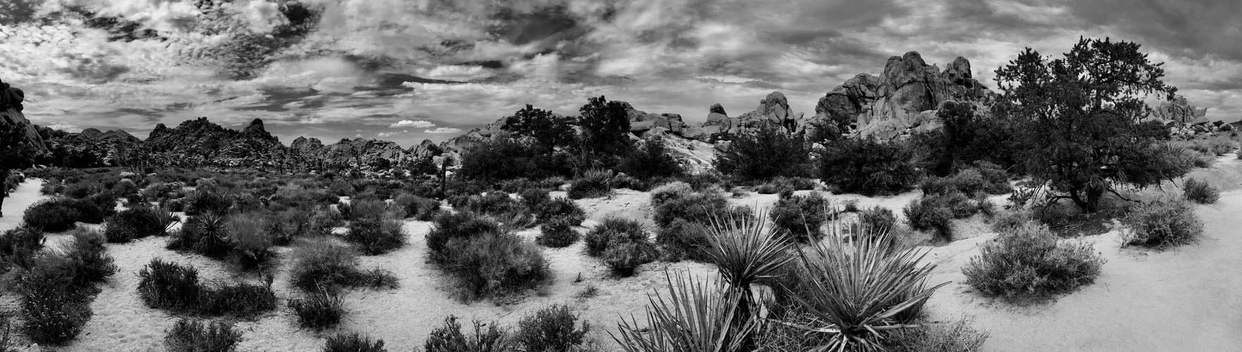 Kalifornien Joshua Tree