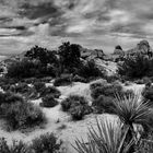 Kalifornien Joshua Tree