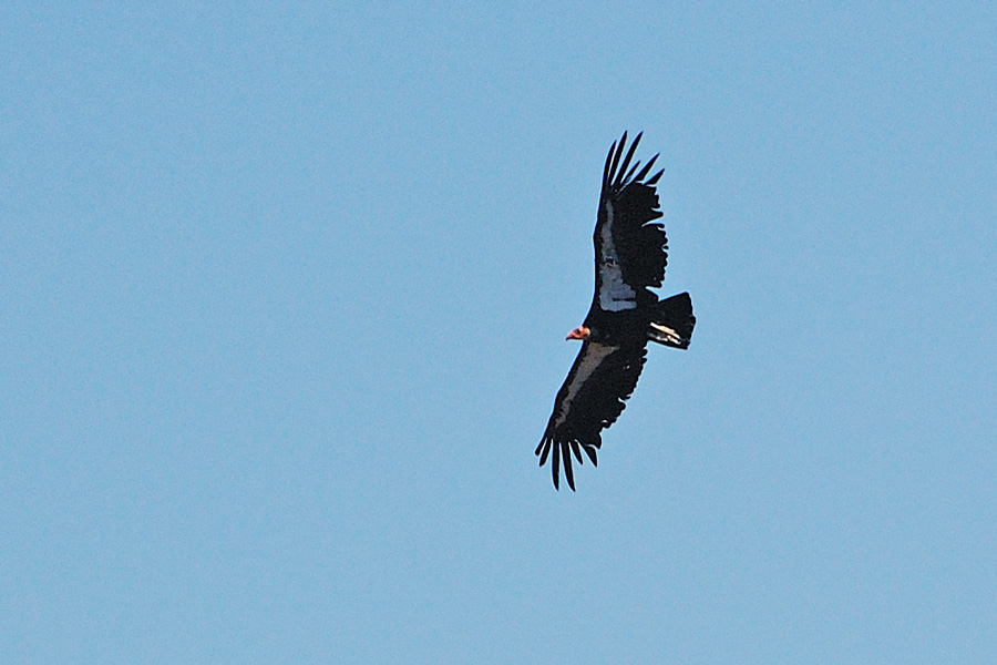 Kalifornien-Kondor - California Condor (Gymnogyps californianus)