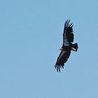 Kalifornien-Kondor - California Condor (Gymnogyps californianus)