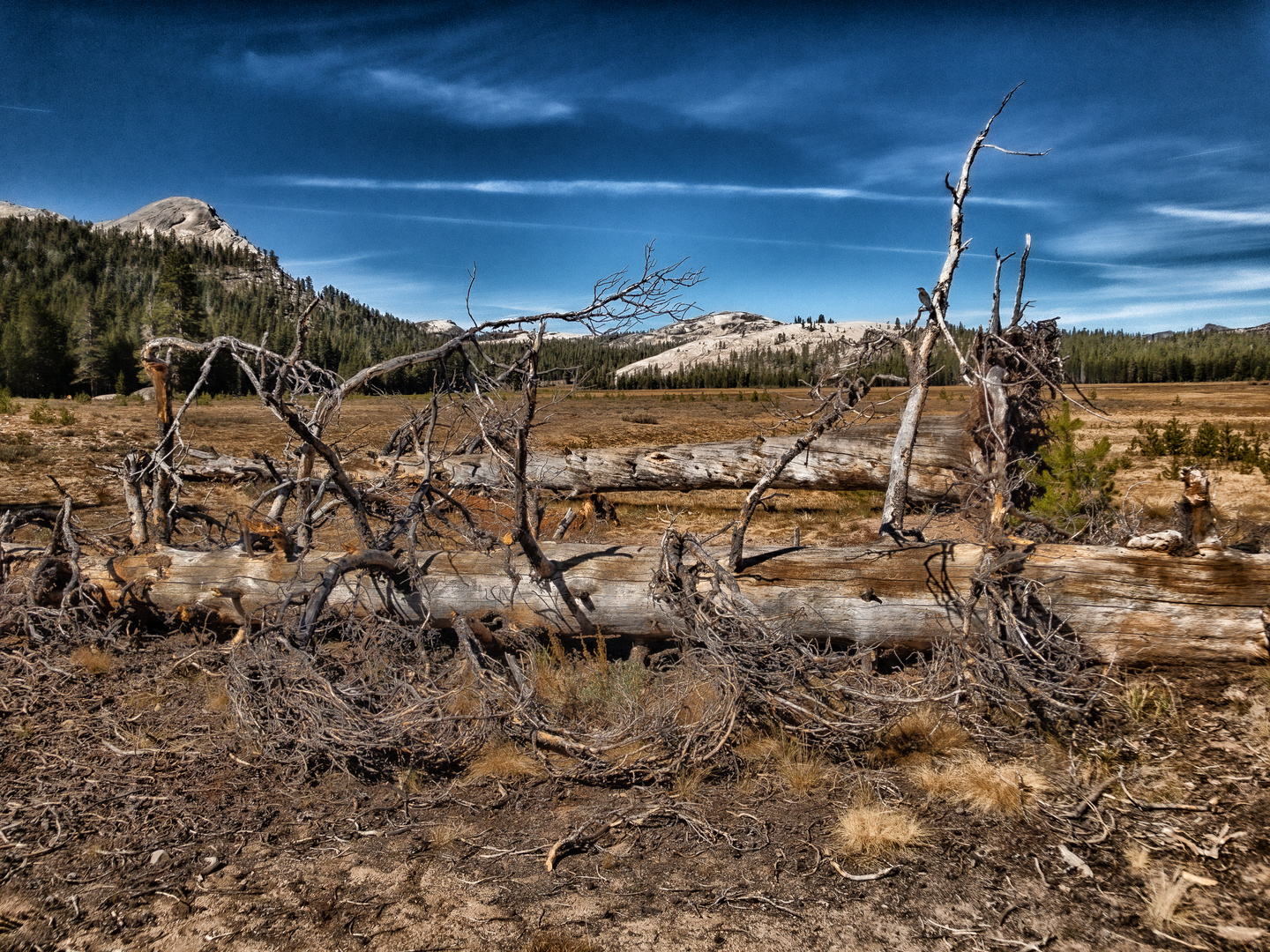 Kalifornien über den Tioga Pass