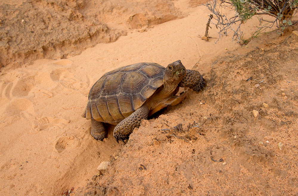 Kalifornische Gopherschildkröte