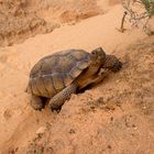 Kalifornische Gopherschildkröte