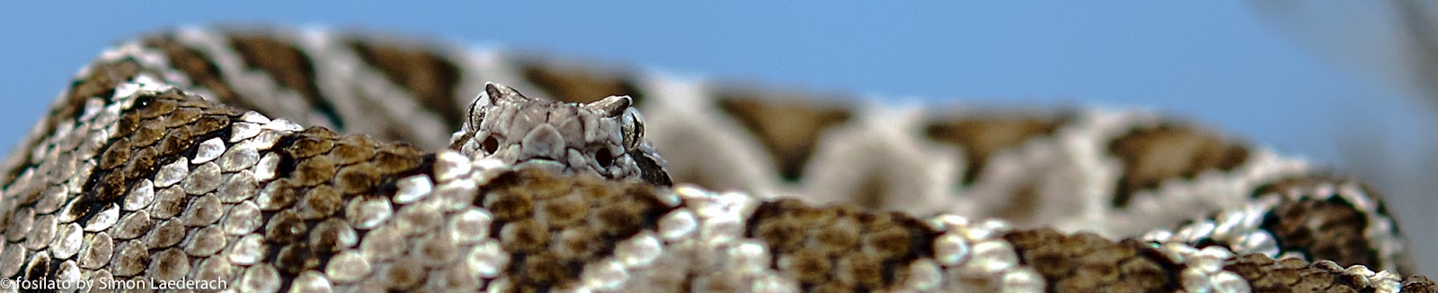 Kalifornische Klapperschlange