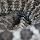 Kalifornische Klapperschlange / Rattlesnake / Rattler