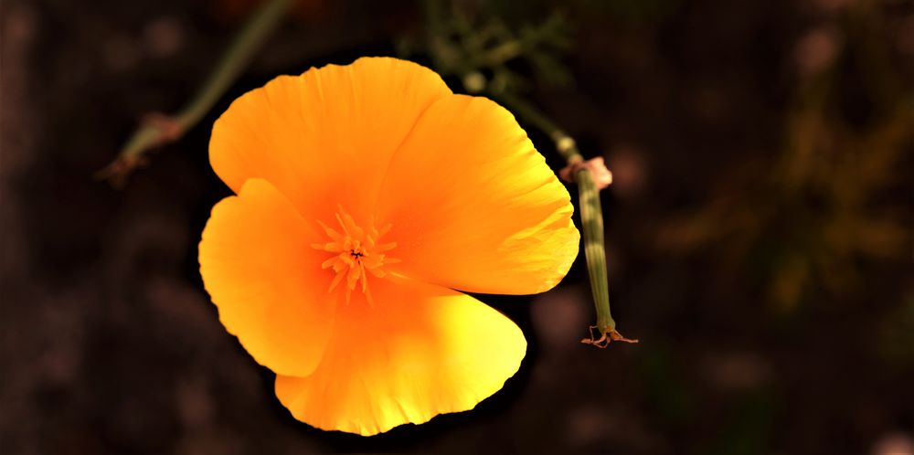 Kalifornische Mohn Foto &amp; Bild | abstraktes, pflanzen, pilze &amp; flechten ...