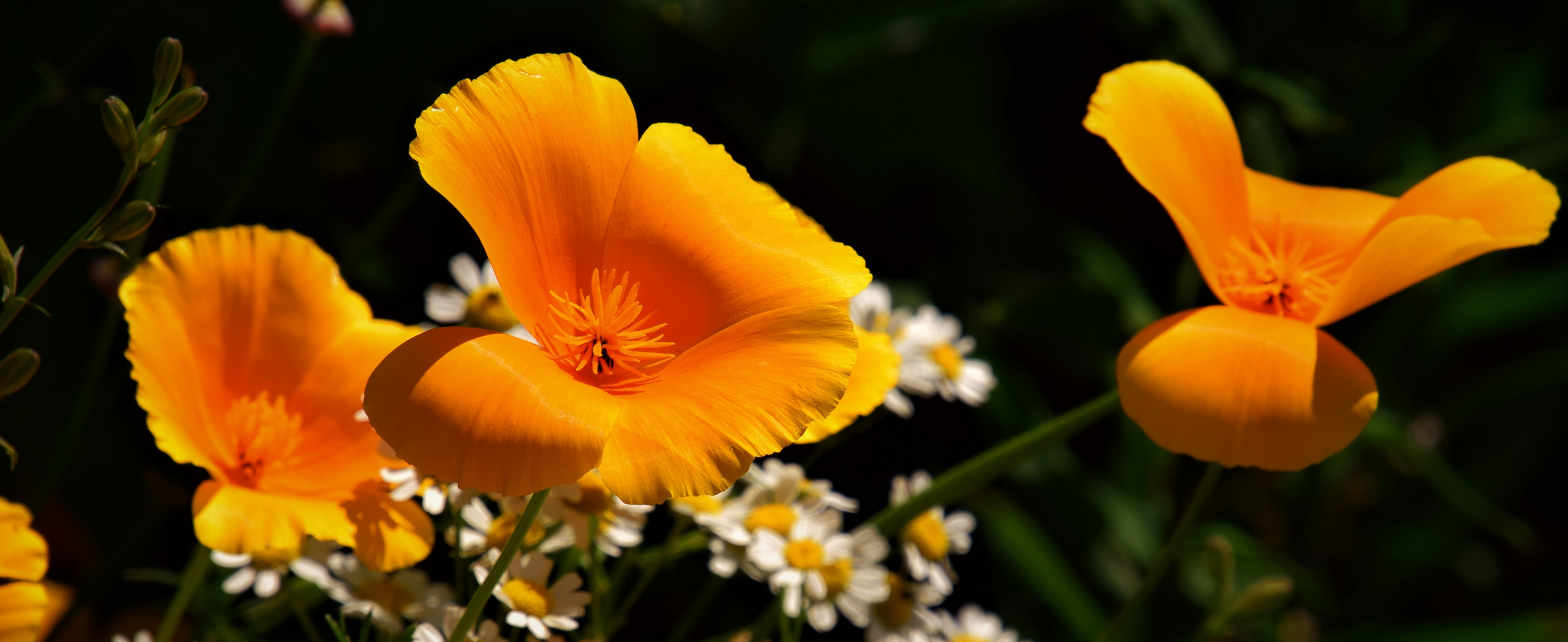 Kalifornische Mohn