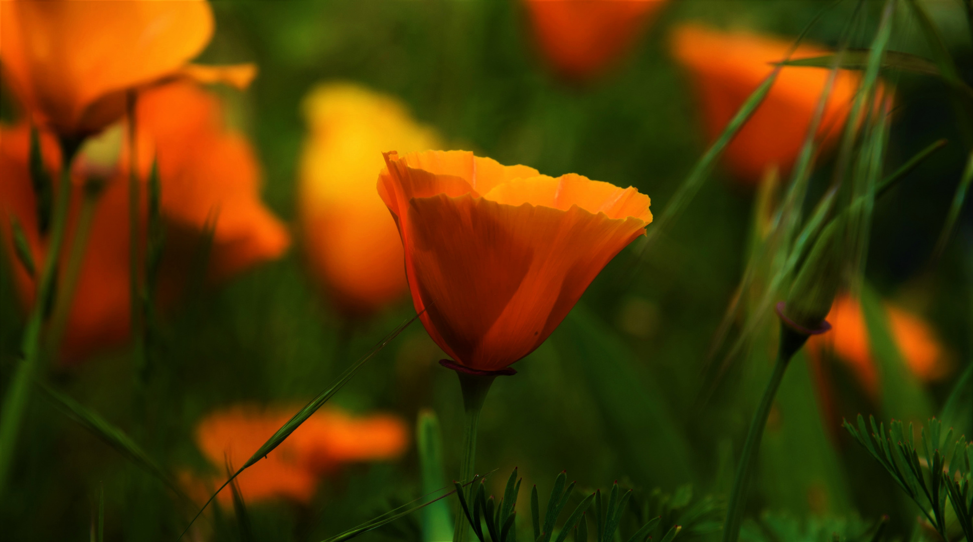 Kalifornische Mohn