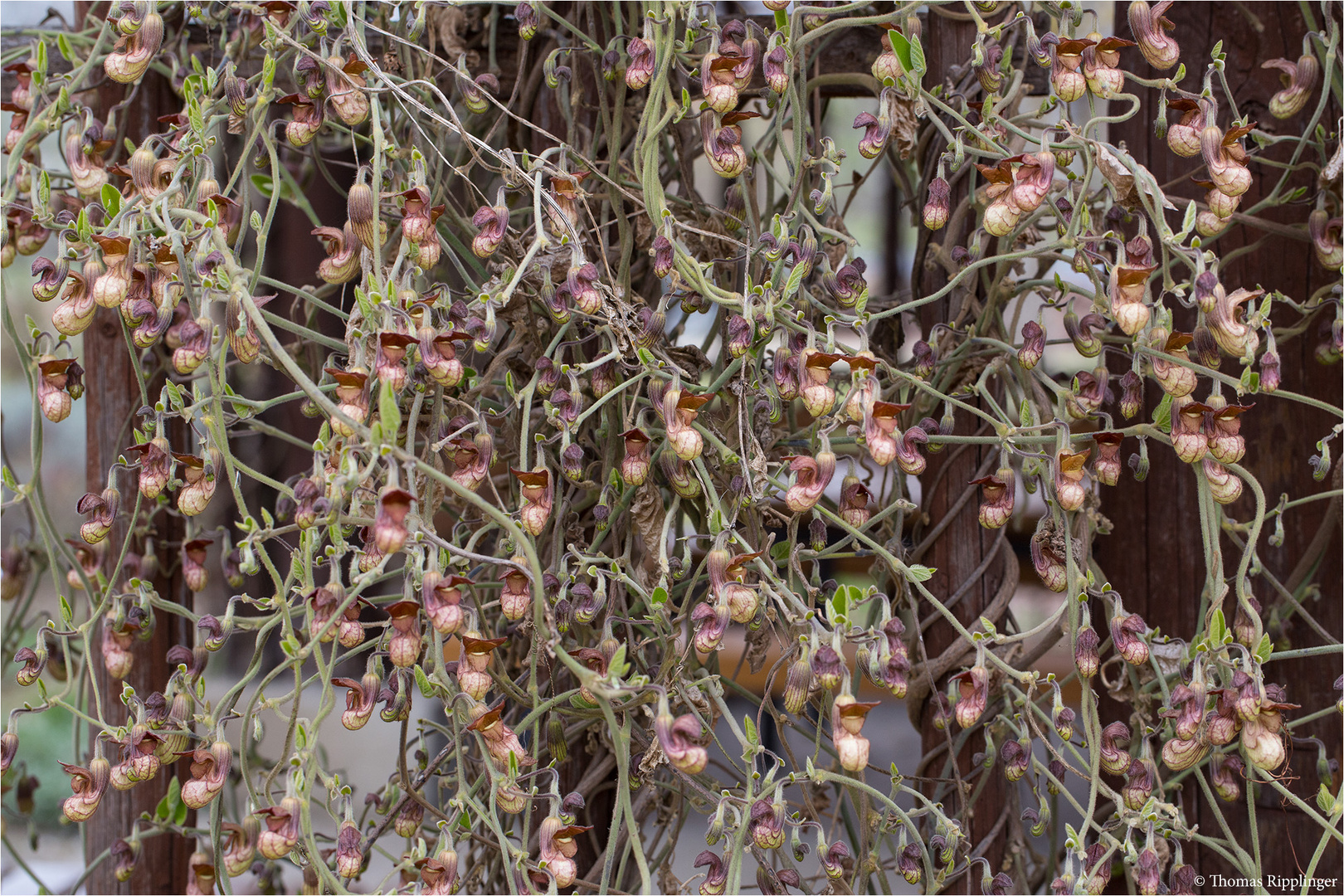 Kalifornische Pfeifenwinde (Aristochia californica)
