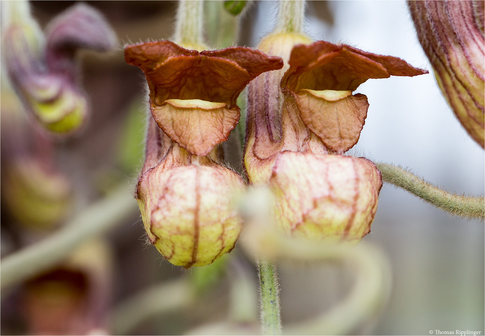 Kalifornische Pfeifenwinde (Aristochia californica)..