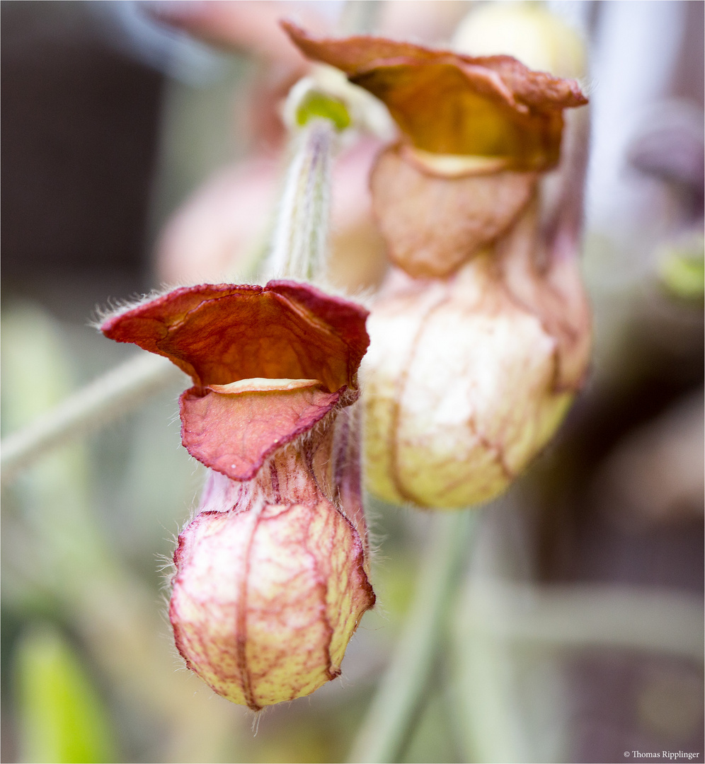 Kalifornische Pfeifenwinde (Aristochia californica)....