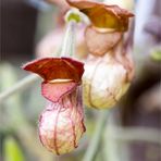 Kalifornische Pfeifenwinde (Aristochia californica)....