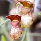 Kalifornische Pfeifenwinde (Aristochia californica)....