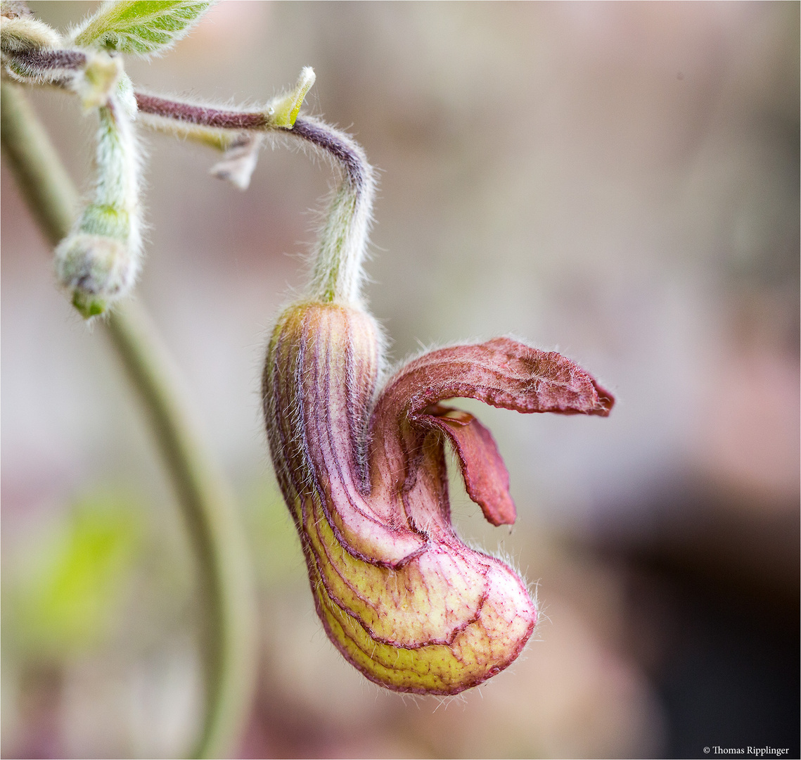 Kalifornische Pfeifenwinde (Aristochia californica)...