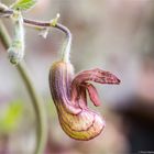 Kalifornische Pfeifenwinde (Aristochia californica)...