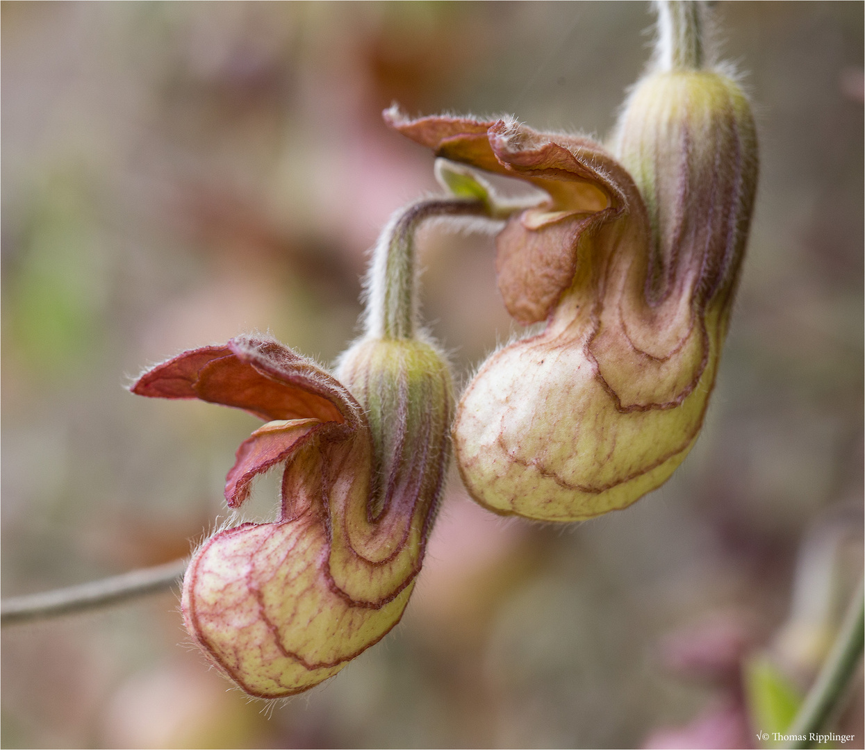 Kalifornische Pfeifenwinde (Aristochia californica).....