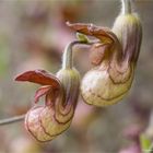 Kalifornische Pfeifenwinde (Aristochia californica).....