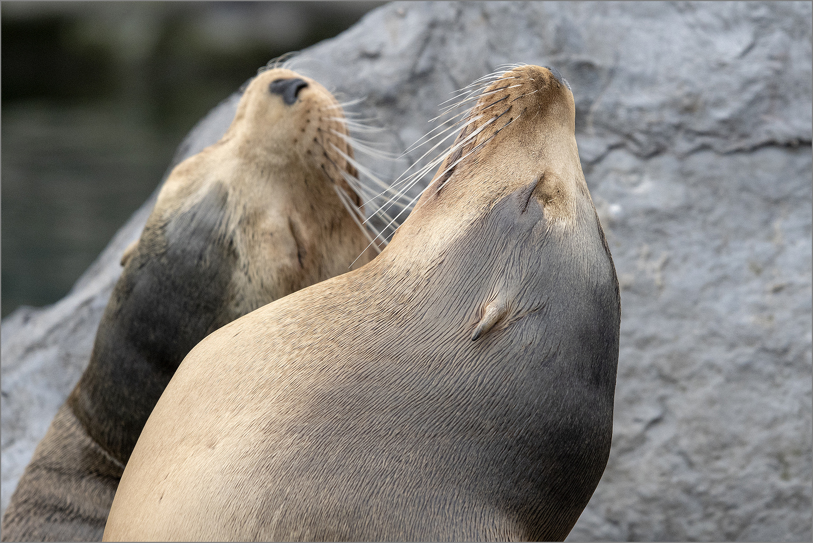 Kalifornische Seelöwen Foto &amp; Bild | natur, zoo, tiere Bilder auf ...