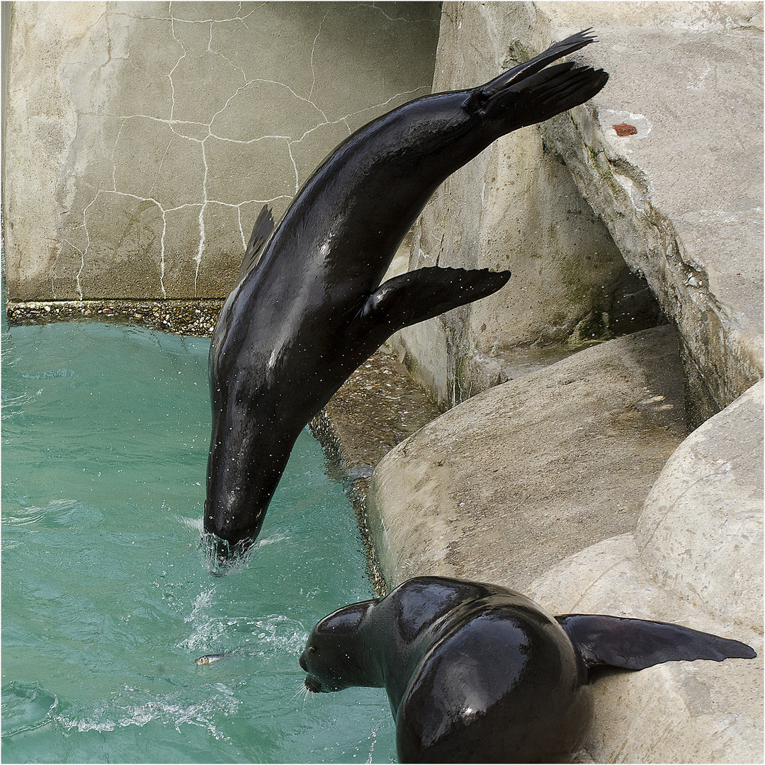 kalifornische Seelöwen Foto &amp; Bild | tiere, zoo, wildpark &amp; falknerei ...