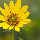 Kalifornische Sonnenblume (Helianthus californicus)