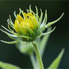 Kalifornische Sonnenblume (Helianthus californicus)......