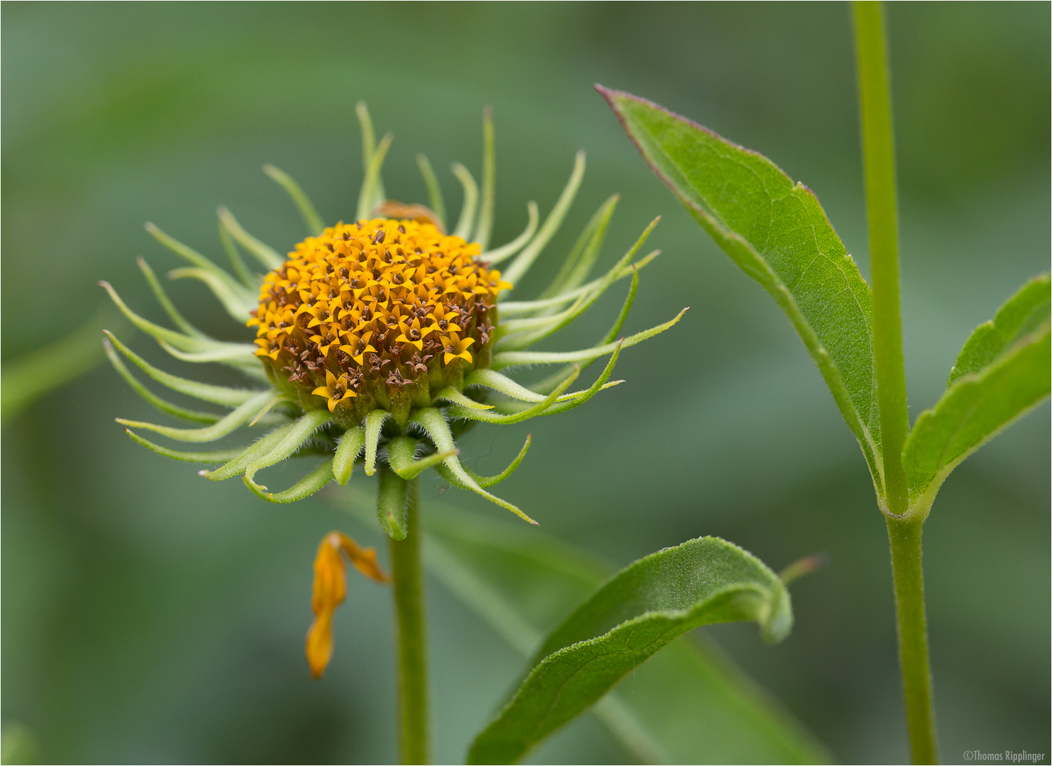 Kalifornische Sonnenblume (Helianthus californicus).......