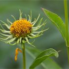 Kalifornische Sonnenblume (Helianthus californicus).......