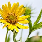 Kalifornische Sonnenblume (Helianthus californicus)