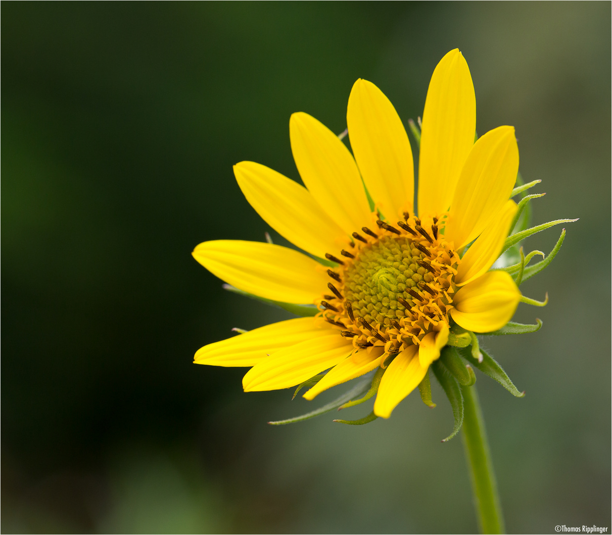 Kalifornische Sonnenblume (Helianthus californicus).