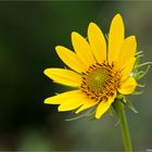 Kalifornische Sonnenblume (Helianthus californicus).