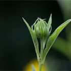 Kalifornische Sonnenblume (Helianthus californicus).....