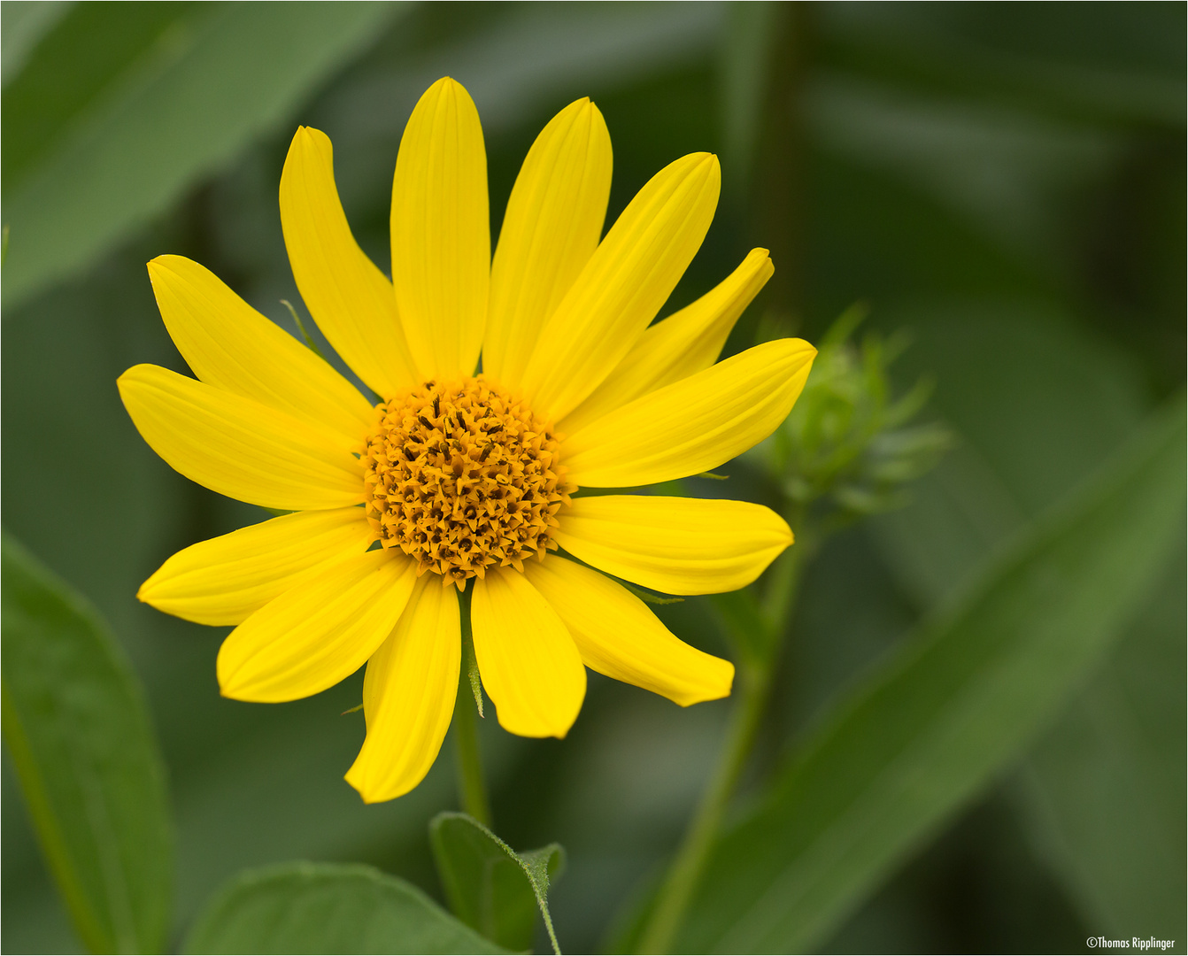 Kalifornische Sonnenblume (Helianthus californicus)..