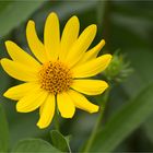 Kalifornische Sonnenblume (Helianthus californicus)..
