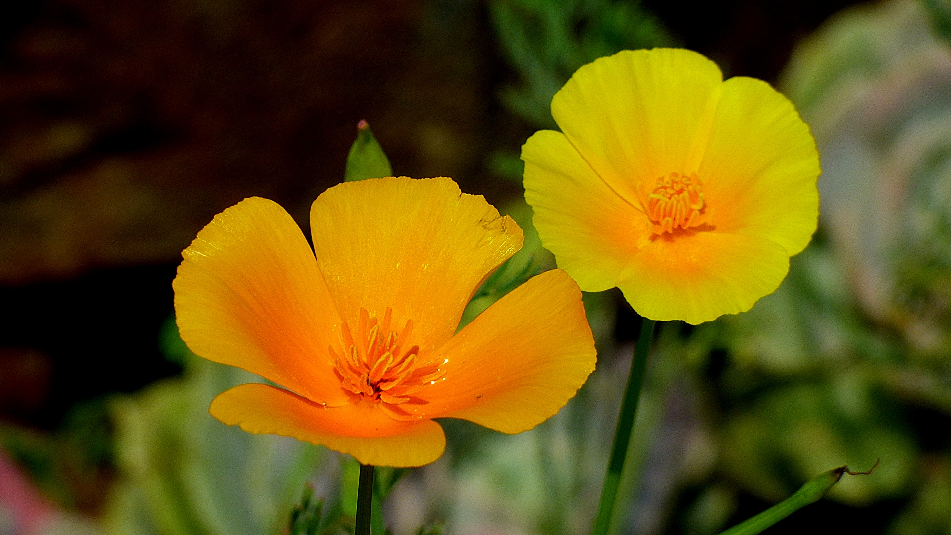 Kalifornischen Mohn . . .