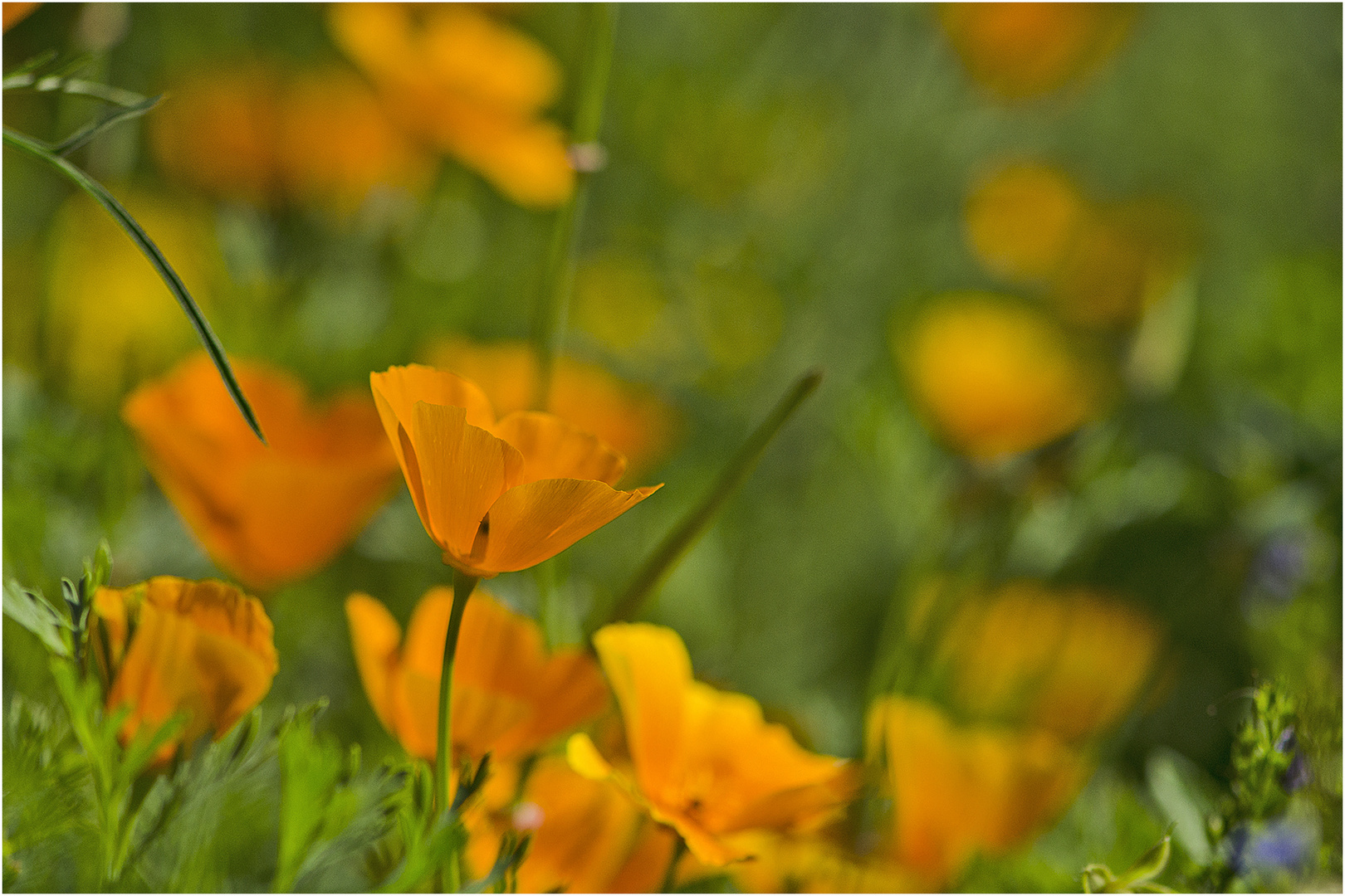 Kalifornischen Mohn zum Wochenende . . .